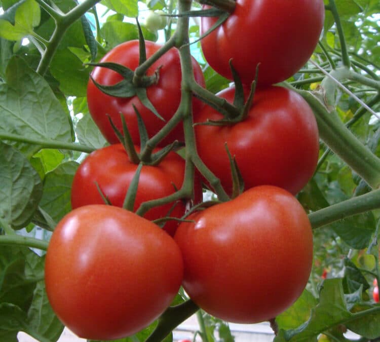 Tomaten