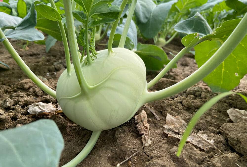 Kohlrabi